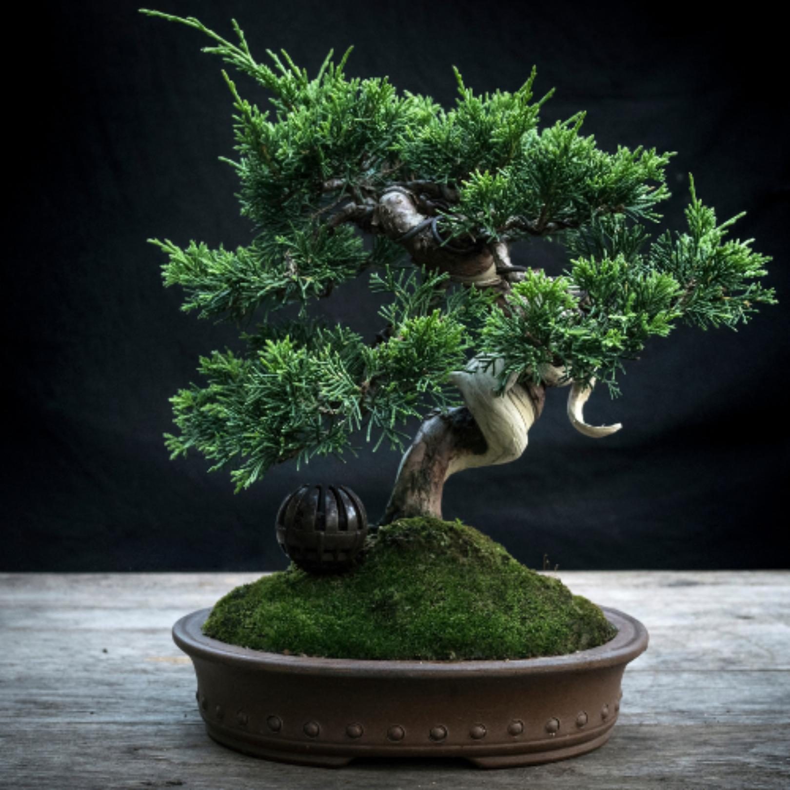 Bonsai image 1