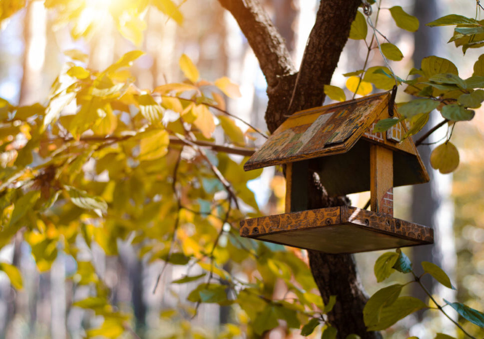 Wooden,Feeders,For,Birds,And,Squarrels,In,The,City,Park